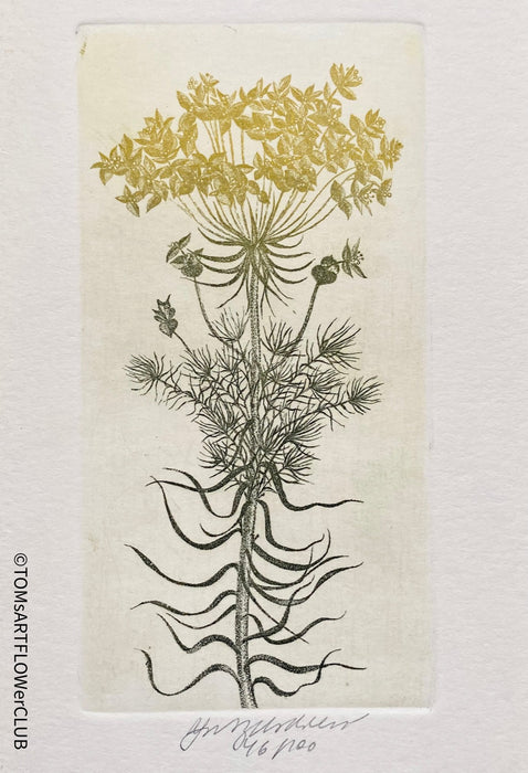 Olga Vychodilová, Czech artist, Euphorbia lathyris, etching on paper, edition 46/100 for sale at TOMs FLOWer CLUB.