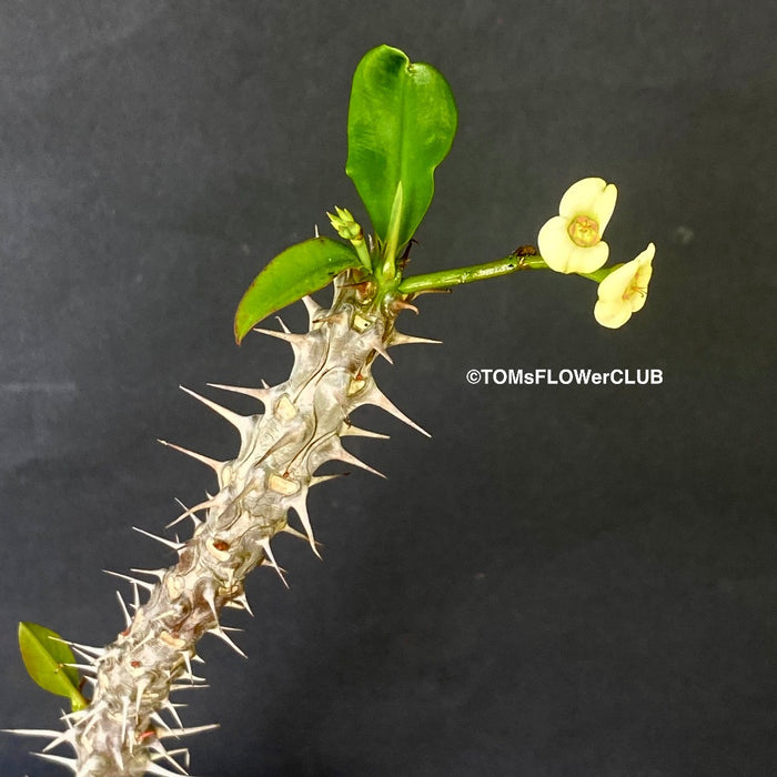 Euphorbia milii, yellow flowering, Crown of Thorns, organically grown succulent plants for sale at TOMs FLOWer CLUB.