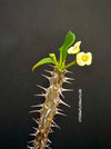 Euphorbia milii, yellow flowering, Crown of Thorns, organically grown succulent plants for sale at TOMs FLOWer CLUB.