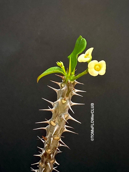 Euphorbia milii, yellow flowering, Crown of Thorns, organically grown succulent plants for sale at TOMs FLOWer CLUB.