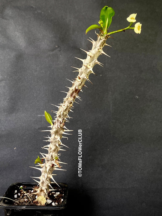 Euphorbia milii, yellow flowering, Crown of Thorns, organically grown succulent plants for sale at TOMs FLOWer CLUB.