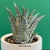 Aloe Variegata, organically grown succulent plants for sale at TOMs FLOWer CLUB.