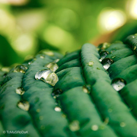 Green costa leaf detail with rain drops, leaf scape art photo collection by TOMas Rodak for sale at TOMs FLOWer CLUB.