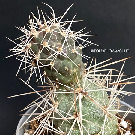 Tephrocactus Alexanderi, organically grown succulent plants for sale at TOMsFLOWer CLUB.