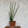 Sansevieria Erythraeae, organically grown succulent plants for sale at TOMsFLOWer CLUB.