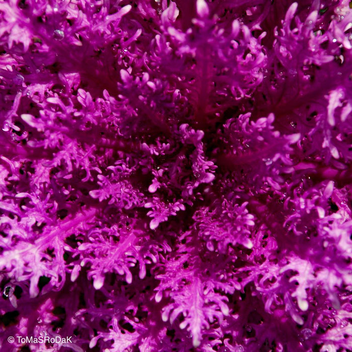 Lilac ornamental cabbage, leaf scape art photo collection by TOMas Rodak for sale at TOMs FLOWer CLUB.