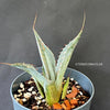 Agave Parrasana, sun loving succulent plants for sale by TOMsFLOWer CLUB; hardy succulents, winterharte Sukkulenten. 