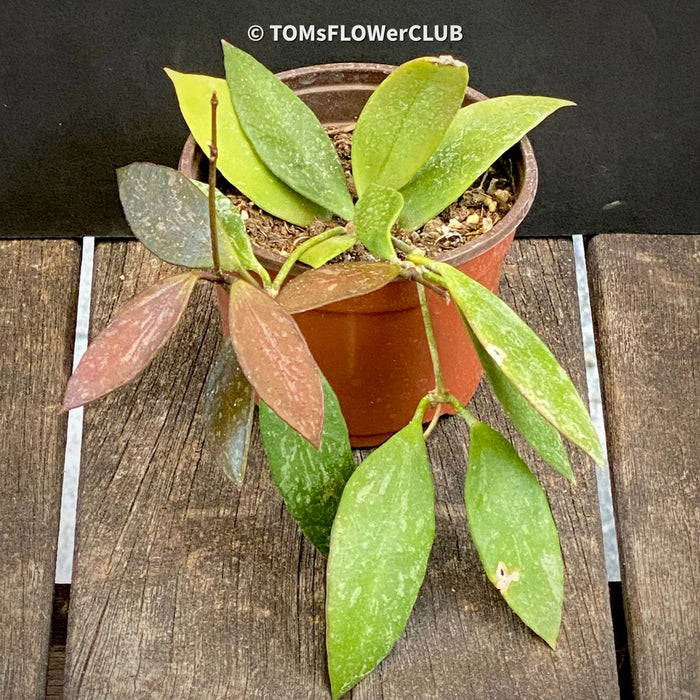Hoya gracilis, organically grown tropical hoya plants for sale at TOMsFLOWer CLUB.