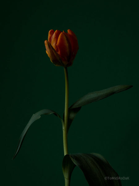 Orange - green, old masters inspired, tulip still life photo by TOMas Rodak in minimalistic design available for sale at TOMs FLOWer CLUB