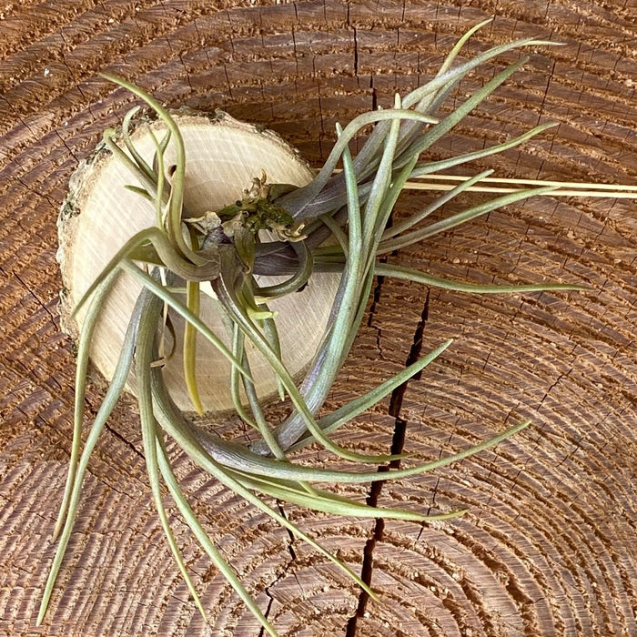 Tillandsia albertiana, organically grown air plants for sale at TOMs FLOWer CLUB.