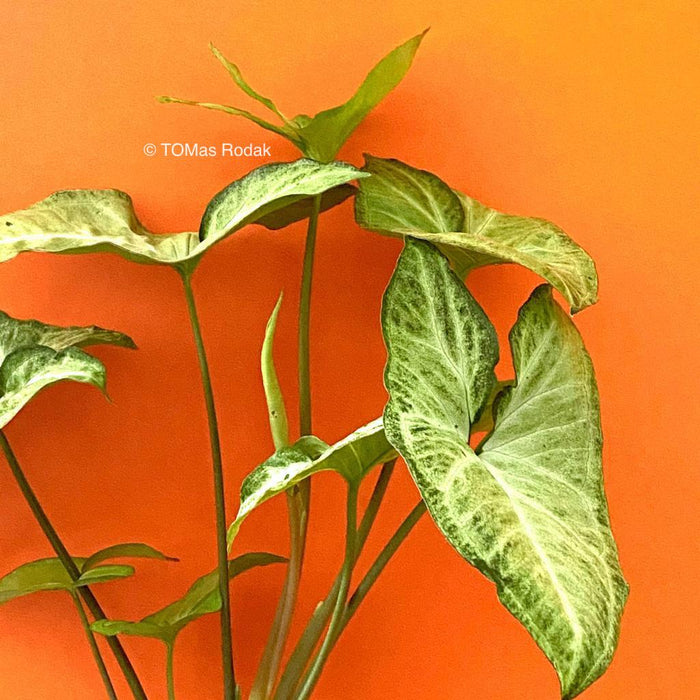 Apple green leaf foliage of  Syngonium Podophyllum in the orange background as ART PAPER PRINT by © Tomas Rodak, TOMs FLOWer CLUB, from 10x10cm up to 50x50cm available for unlimited sale. 
