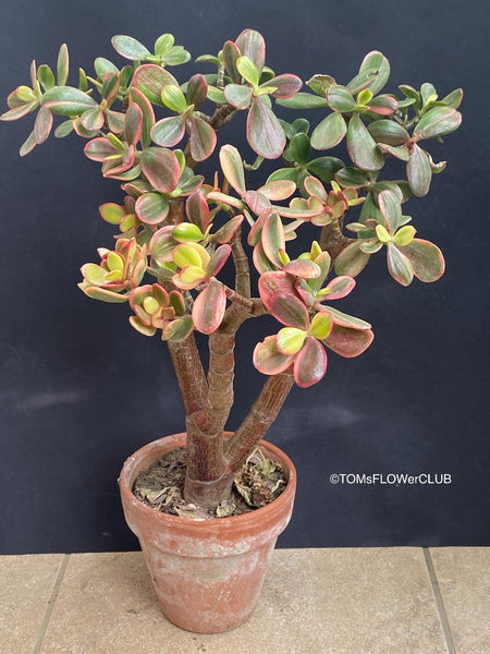 Crassula Ovata green-yellow-red variegata, organically grown sun loving succulent plants for sale at TOMsFLOWer CLUB.