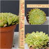 Sun loving succulent plant Aeonium Emerald Ice Albo Variegata by TOMsFLOWer CLUB