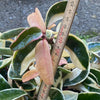 Hoya Carnosa Cv. Krimson Princess 10-15cm CUTTING, organically grown tropical plants for sale at TOMsFLOWer CLUB.
