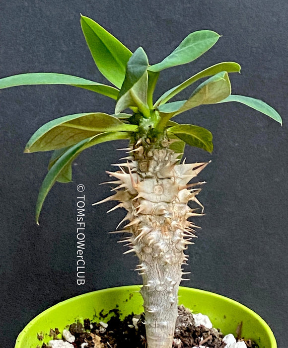 Euphorbia Horombensis, organically grown succulent plants for sale at TOMsFLOWer CLUB.