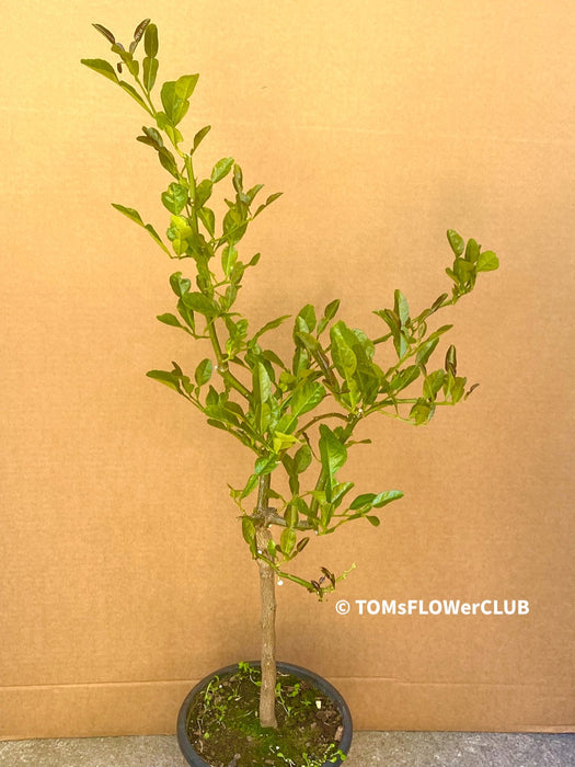 Citrus Hystrix, Kaffir lime, organically grown tropical plants for sale at TOMsFLOWer CLUB.