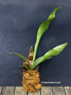 Staghorn fern Platycerium bifurcatum care Fern for mounting for sale Staghorn fern care tips Indoor fern plant Platycerium bifurcatum propagation Mounting a Platycerium bifurcatum Fern for vertical gardens Platycerium bifurcatum wall mount Platycerium bifurcatum hanging fern Fern for tropical gardens Platycerium bifurcatum epiphytic fern Unique fern plant Platycerium bifurcatum natural habitat Fern for humidity-loving plants Platycerium bifurcatum for terrariums Fern for decorative displays TOMs FLOWer CLUB