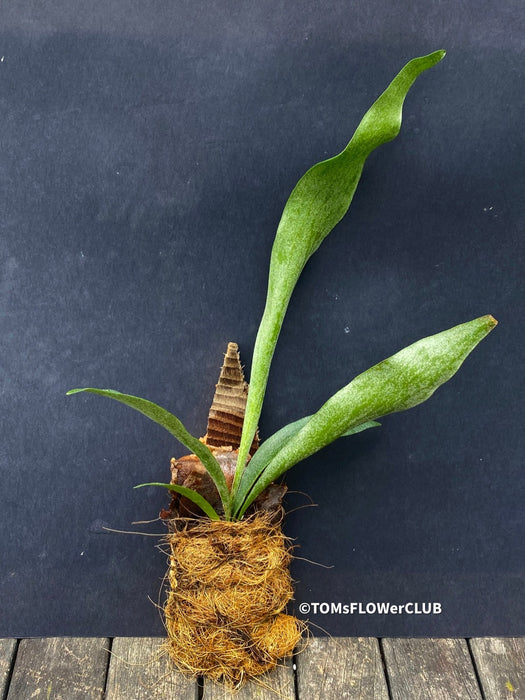 Staghorn fern Platycerium bifurcatum care Fern for mounting for sale Staghorn fern care tips Indoor fern plant Platycerium bifurcatum propagation Mounting a Platycerium bifurcatum Fern for vertical gardens Platycerium bifurcatum wall mount Platycerium bifurcatum hanging fern Fern for tropical gardens Platycerium bifurcatum epiphytic fern Unique fern plant Platycerium bifurcatum natural habitat Fern for humidity-loving plants Platycerium bifurcatum for terrariums Fern for decorative displays TOMs FLOWer CLUB