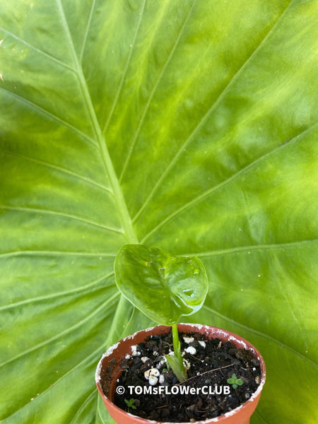 Alocasia calidora - Elephant Ear, organically grown tropical plants for sale at TOMsFLOWer CLUB.