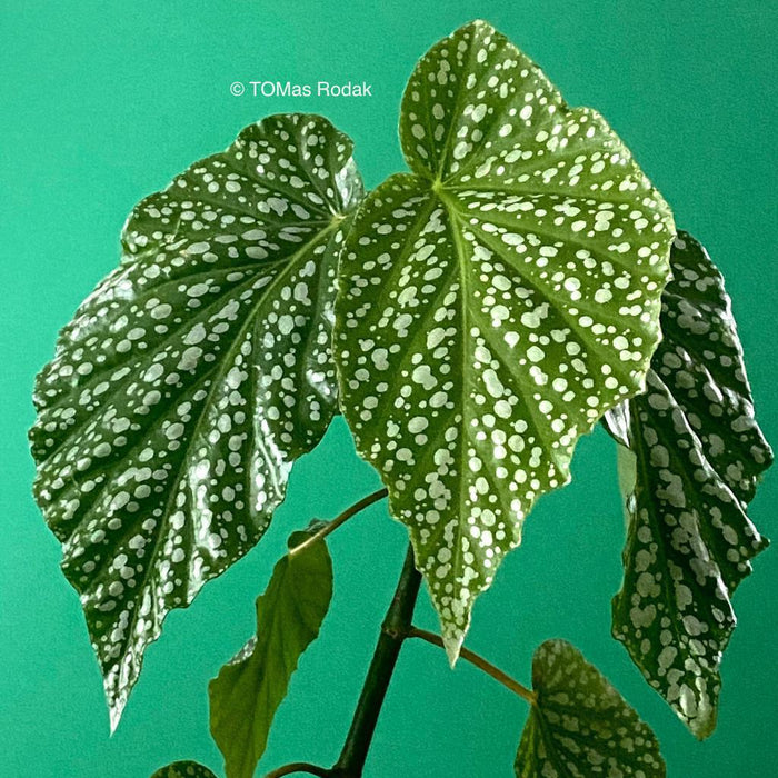 Dotted leaf foliage of Begonia Angels Wings as ART PAPER PRINT by © Tomas Rodak, TOMs FLOWer CLUB, from 10x10cm up to 50x50cm available for unlimited sale. 