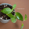Hoya litoralis, organically grown tropical hoya plants for sale at TOMsFLOWer CLUB.
