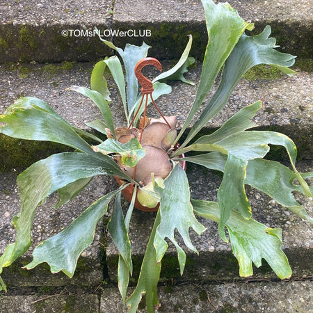 Platycerium bifurcatum / elkhorn fern, organically grown tropical plants for sale at TOMsFLOWer CLUB.