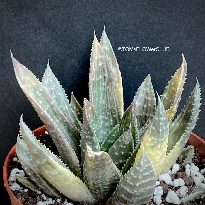 Aloe Aristata Albo Variegata, organically grown succulent plants for sale at TOMs FLOWer CLUB.