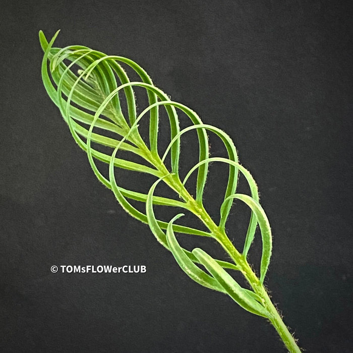 Cycas pectinata, organically grown palm fern plants for sale at TOMsFLOWer CLUB.