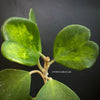Hoya kerrii mediopicta aurea-variegata - cutting, organically grown tropical hoya plants for sale at TOMsFLOWer CLUB, Wachsblume, Herzblume, Voskovka, 