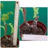 Pelargonium Laxum, organically grown succulent plants for sale at TOMsFLOWer CLUB.