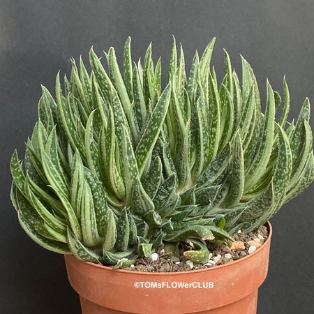 Gasteraloe Sp. Cristata / Crested, organically grown succulent plants for sale at TOMsFLOWer CLUB.