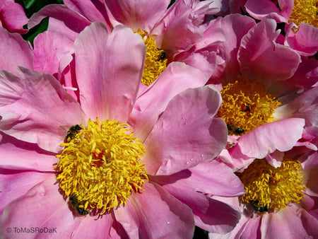 Pink peonies in blossom, still life floral art photography by Tomas Rodak, photo behind the acrylic glas made by White Wall / LUMAS; offered for sale by TOMs FLOWer CLUB.