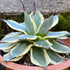 Agave Parryi Aurea Variegata sun loving and hardy succulent plant for sale at TOMsFLOWer CLUB.