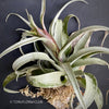 Tillandsia Capitata Yellow Star on drift wood, organically grown air plants for sale at TOMs FLOWer CLUB, air plant, Luftpflanze