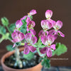 Pelargonium Gibbosum, burgundy-pink flowering, organically grown plants for sale at TOMsFLOWer CLUB.