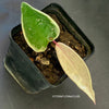 Hoya Carnosa Albo Marginata Full Moon, organically grown tropical variegated plants for sale at TOMsFLOWer CLUB.