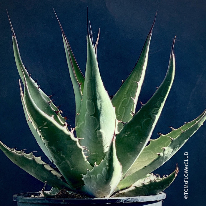  Agave Gentryi, sun loving and hardy succulent plant for sale at TOMsFLOWer CLUB