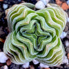 Crassula Buddha’s Temple, organically grown sun loving succulent plants for sale at TOMsFLOWer CLUB