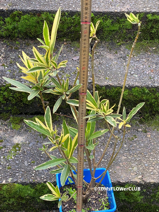 Oleander Nerium Aurea Variegata, organically grown Mediterranean plants for sale at TOMsFLOWer CLUB.