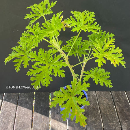 Pelargonium graveolens - Scented / Rose Pelargonium, organically grown tropical plants for sale at TOMsFLOWer CLUB.