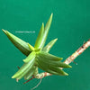 Crassula Sarcocaulis, organically grown sun loving succulent plants for sale at TOMsFLOWer CLUB
