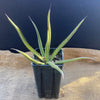 Agave Lechuguilla sun loving and hardy succulent plant for sale at TOMsFLOWer CLUB