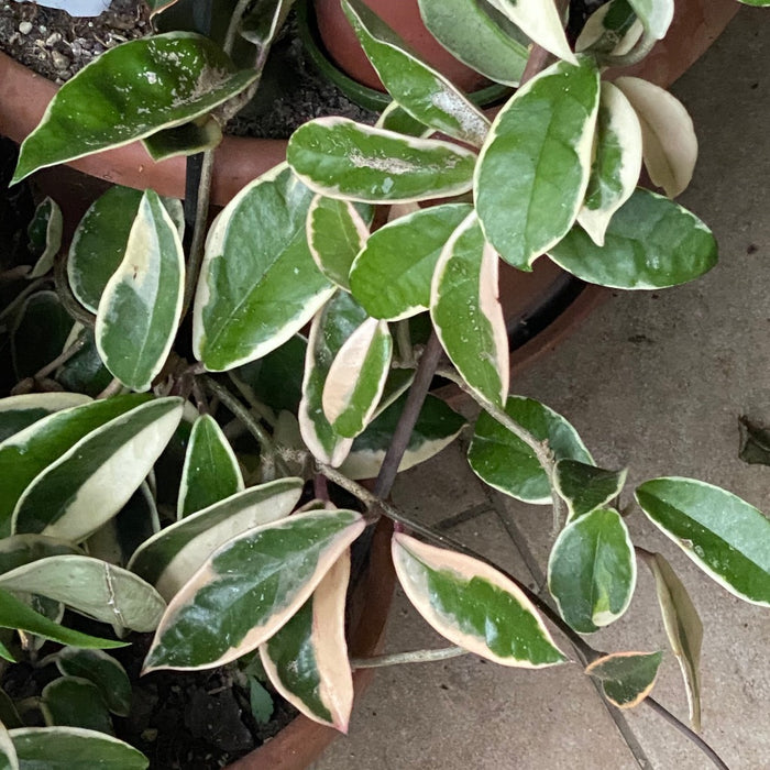 Hoya Carnosa Albo Marginata, organically grown tropical plants for sale at TOMsFLOWer CLUB.