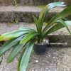 Clivia miniata, orange flowering, organically grown tropical plants for sale at TOMsFLOWer CLUB
