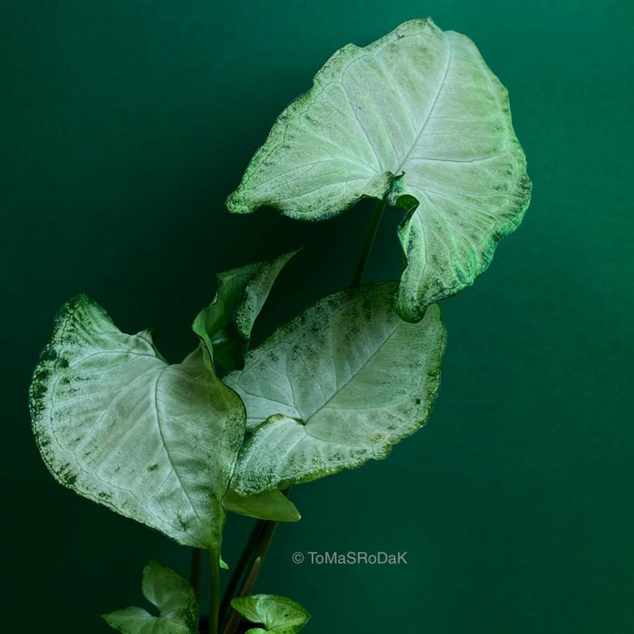 Syngonium Podophyllum as ART PAPER PRINT by © Tomas Rodak, TOMs FLOWer CLUB, from 10x10cm up to 50x50cm available for unlimited sale.