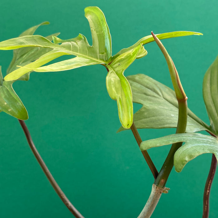 Philodendron Pedatum L