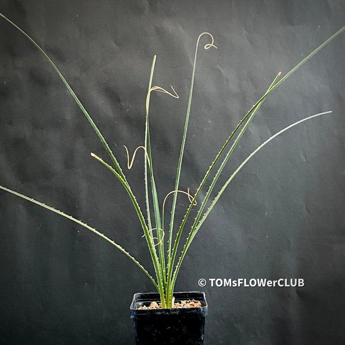 Dasylirion Graminifolium, organically grown succulent plants for sale at TOMsFLOWer CLUB.