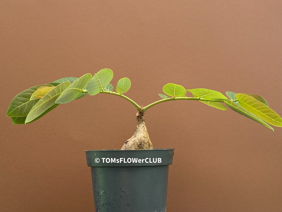 Phyllanthus Mirabilis, organically grown caudex plants for sale at TOMsFLOWer CLUB.