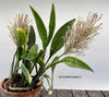 Sansevieria Concinna Aurea Variegata, organically grown succulent plants for sale at TOMsFLOWer CLUB.  Edit alt text