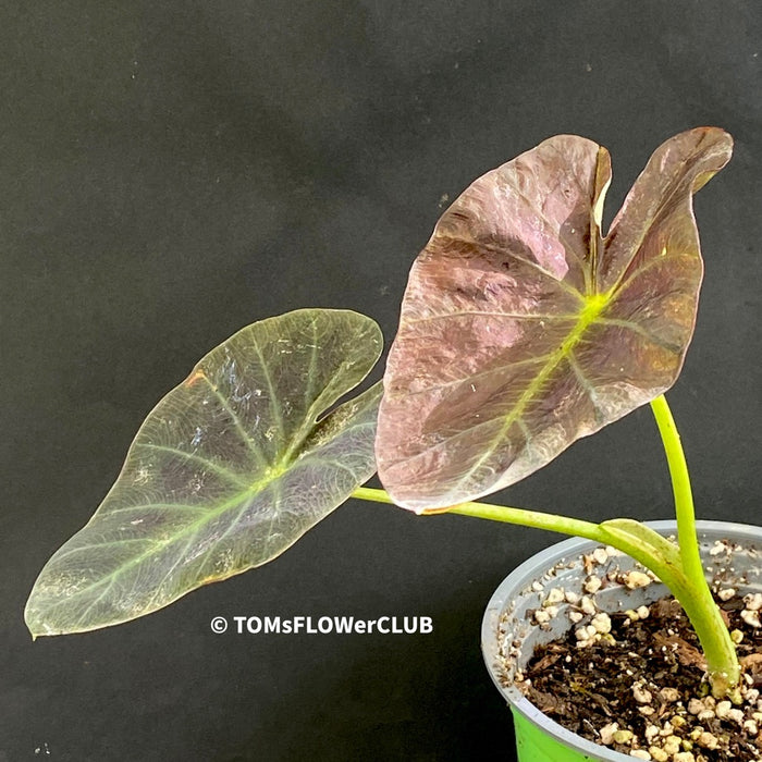 Colocasia Illustris, organically grown tropical plants for sale at TOMsFLOWer CLUB.